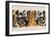 Eye-Catching Tiger-Barbara Keith-Framed Giclee Print