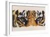 Eye-Catching Tiger-Barbara Keith-Framed Giclee Print