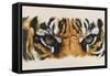 Eye-Catching Tiger-Barbara Keith-Framed Stretched Canvas