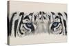 Eye-Catching White Tiger-Barbara Keith-Stretched Canvas