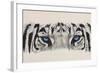 Eye-Catching White Tiger-Barbara Keith-Framed Giclee Print