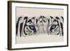 Eye-Catching White Tiger-Barbara Keith-Framed Giclee Print