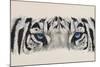 Eye-Catching White Tiger-Barbara Keith-Mounted Giclee Print