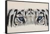 Eye-Catching White Tiger-Barbara Keith-Framed Stretched Canvas