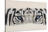 Eye-Catching White Tiger-Barbara Keith-Stretched Canvas