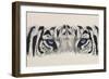 Eye-Catching White Tiger-Barbara Keith-Framed Giclee Print