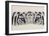 Eye-Catching White Tiger-Barbara Keith-Framed Giclee Print