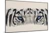 Eye-Catching White Tiger-Barbara Keith-Mounted Giclee Print