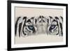 Eye-Catching White Tiger-Barbara Keith-Framed Giclee Print