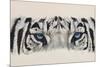 Eye-Catching White Tiger-Barbara Keith-Mounted Giclee Print