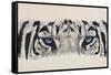 Eye-Catching White Tiger-Barbara Keith-Framed Stretched Canvas