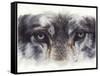 Eye-Catching Wolf-Barbara Keith-Framed Stretched Canvas