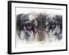 Eye-Catching Wolf-Barbara Keith-Framed Giclee Print