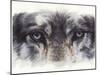 Eye-Catching Wolf-Barbara Keith-Mounted Giclee Print