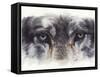 Eye-Catching Wolf-Barbara Keith-Framed Stretched Canvas