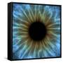 Eye, Iris-PASIEKA-Framed Stretched Canvas