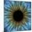 Eye, Iris-PASIEKA-Mounted Premium Photographic Print