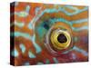 Eye of a Corkwing Wrasse-null-Stretched Canvas