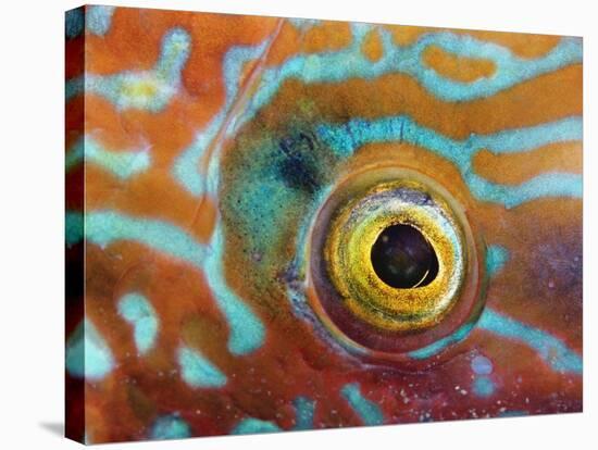 Eye of a Corkwing Wrasse-null-Stretched Canvas