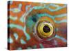 Eye of a Corkwing Wrasse-null-Stretched Canvas