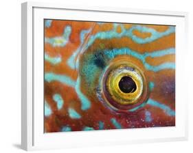 Eye of a Corkwing Wrasse-null-Framed Photographic Print