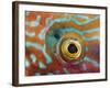 Eye of a Corkwing Wrasse-null-Framed Photographic Print