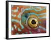 Eye of a Corkwing Wrasse-null-Framed Photographic Print