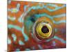 Eye of a Corkwing Wrasse-null-Mounted Photographic Print