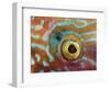 Eye of a Corkwing Wrasse-null-Framed Photographic Print