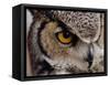 Eye of a Great Horned Owl-W. Perry Conway-Framed Stretched Canvas