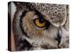 Eye of a Great Horned Owl-W. Perry Conway-Stretched Canvas