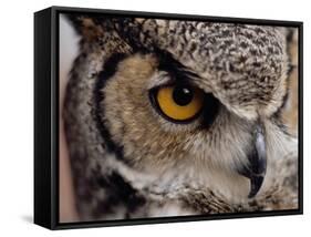Eye of a Great Horned Owl-W. Perry Conway-Framed Stretched Canvas