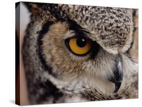 Eye of a Great Horned Owl-W. Perry Conway-Stretched Canvas