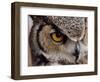 Eye of a Great Horned Owl-W. Perry Conway-Framed Photographic Print