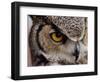 Eye of a Great Horned Owl-W. Perry Conway-Framed Photographic Print