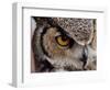 Eye of a Great Horned Owl-W. Perry Conway-Framed Photographic Print