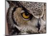 Eye of a Great Horned Owl-W. Perry Conway-Mounted Photographic Print