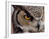 Eye of a Great Horned Owl-W. Perry Conway-Framed Photographic Print