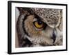 Eye of a Great Horned Owl-W. Perry Conway-Framed Photographic Print