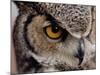 Eye of a Great Horned Owl-W. Perry Conway-Mounted Photographic Print