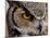 Eye of a Great Horned Owl-W. Perry Conway-Mounted Photographic Print