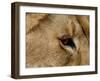 Eye of a Lion Full Bleed-Martin Fowkes-Framed Giclee Print