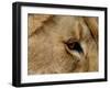 Eye of a Lion Full Bleed-Martin Fowkes-Framed Giclee Print