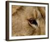 Eye of a Lion Full Bleed-Martin Fowkes-Framed Giclee Print