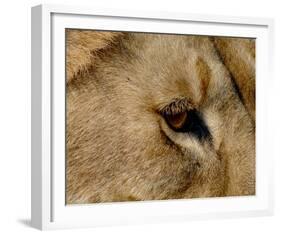 Eye of a Lion Full Bleed-Martin Fowkes-Framed Giclee Print