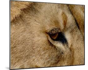 Eye of a Lion Full Bleed-Martin Fowkes-Mounted Giclee Print