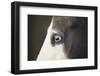 Eye of a Quarter Horse-DLILLC-Framed Photographic Print