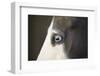 Eye of a Quarter Horse-DLILLC-Framed Photographic Print