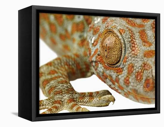 Eye of a Tokay Gecko-Martin Harvey-Framed Stretched Canvas