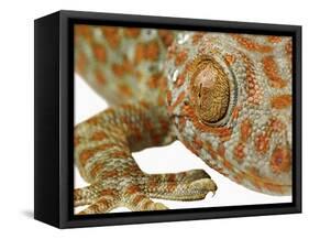 Eye of a Tokay Gecko-Martin Harvey-Framed Stretched Canvas